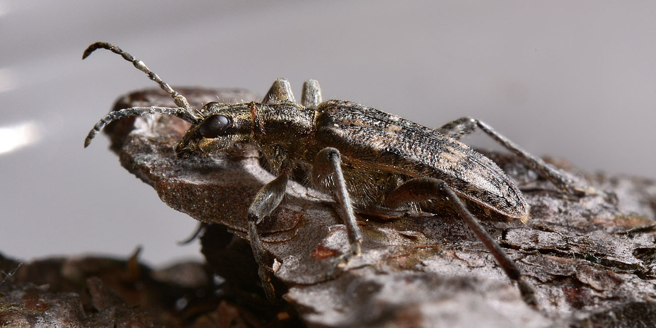Cerambycidae: Rhagium inquisitor